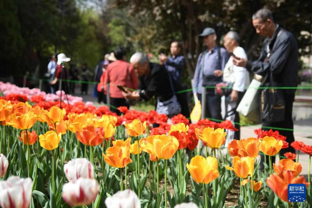 美丽中国丨花满长安