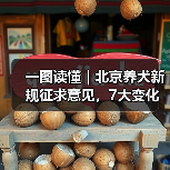 一图读懂｜北京养犬新规征求意见，7大变化速来了解（图4）