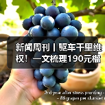 新闻周刊丨驱车千里维权！一文梳理190元榴莲仅退款事件（图1）