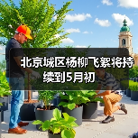 北京城区杨柳飞絮将持续到5月初（图3）