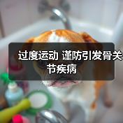 过度运动 谨防引发骨关节疾病(图2) 过度运动 谨防引发骨关节疾病(图2)