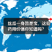 丝瓜一身皆是宝,这些药用价值你知道吗?(图2) 丝瓜一身皆是宝,这些药用价值你知道吗?(图2)