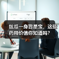 丝瓜一身皆是宝,这些药用价值你知道吗?(图4) 丝瓜一身皆是宝,这些药用价值你知道吗?(图4)