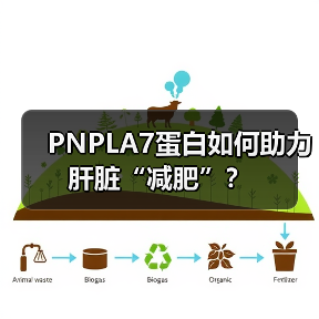 PNPLA7蛋白如何助力肝脏“减肥”？（图4）