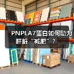 PNPLA7蛋白如何助力肝脏“减肥”？（图1）