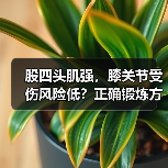 股四头肌强，膝关节受伤风险低？正确锻炼方法揭秘（图2）