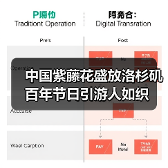 中国紫藤花盛放洛杉矶百年节日引游人如织（图1）