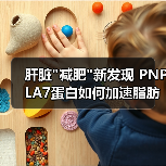 肝脏 肝脏