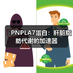 PNPLA7蛋白：肝脏脂肪代谢的加速器