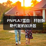 PNPLA7蛋白：肝脏脂肪代谢的加速器（图3）