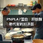 PNPLA7蛋白：肝脏脂肪代谢的加速器（图4）