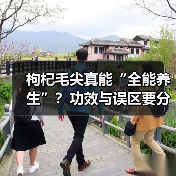 枸杞毛尖真能“全能养生”？功效与误区要分清