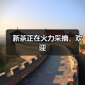 新茶正在火力采摘，欢迎（图2）